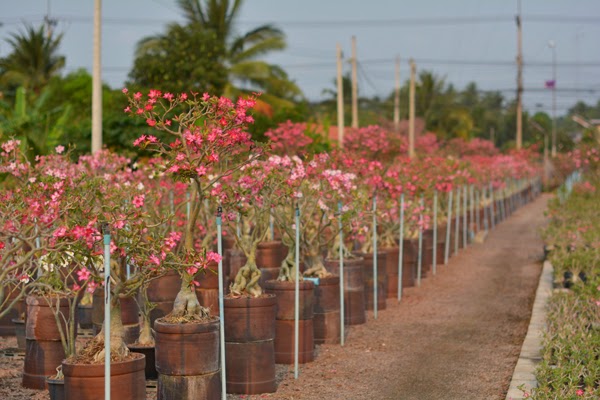 ต้นแม่พันธ์ชวนชม ฮอลแลนด์ (Adenium Obesum)