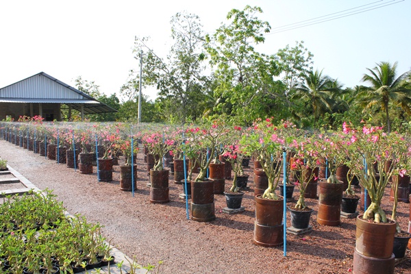 ต้นแม่พันธ์ชวนชม ฮอลแลนด์ (Adenium Obesum)