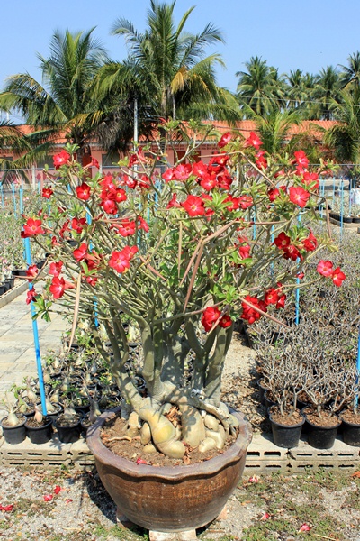 ต้นแม่พันธ์ชวนชม ฮอลแลนด์ (Adenium Obesum)