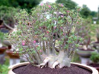 Adenium seedling Arabicum : Ra-Chi-Nee-Pan-Dok / RCN