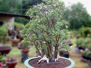 Adenium Arabicum - Yak Saudi