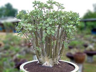 Adenium Arabicum - Yak Saudi