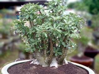 Adenium Arabicum - Yak Saudi