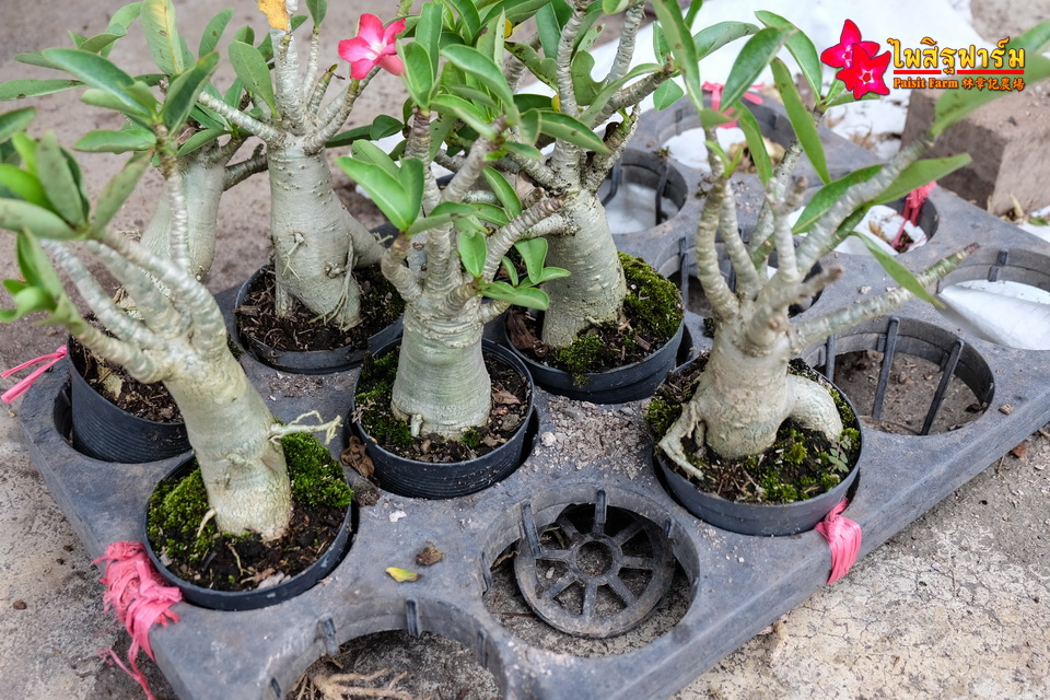 Cleaning & packing - Clean adenium tree root.