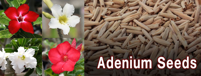 Adenium seeds price