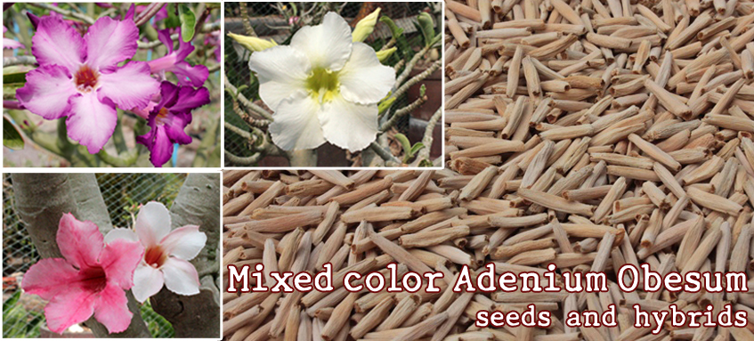 Mixed color Adenium Obesum seeds: Mixed color Adenium Obesum seeds and hybrids.