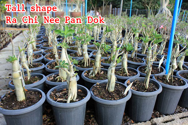 The Adenium grown from seeds – RCN tree shape or tall shape