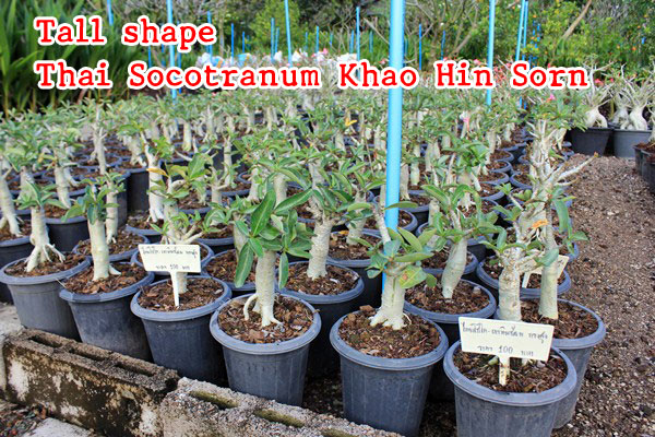 The Adenium grown from seeds – Thai Socotranum KHZ tree shape or tall shape 