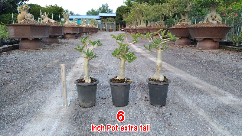 Desert Rose Thai Socotranum KHZ seedling 6 inch pot.