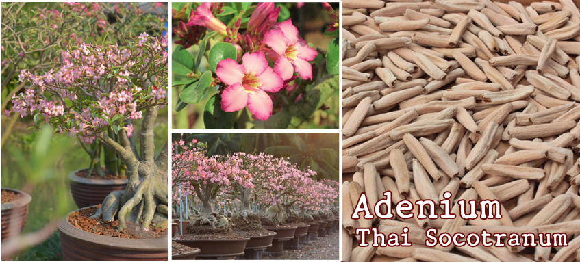 Adenium Thai Socotranum Seeds: Kao Hin Zon (KHZ),Siam Crown (SC) ,Bang Khla (BK), S1, new variety and hybrids.