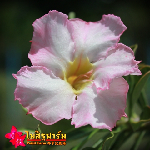 Obesum Pink Color Seeds Price 2 THB