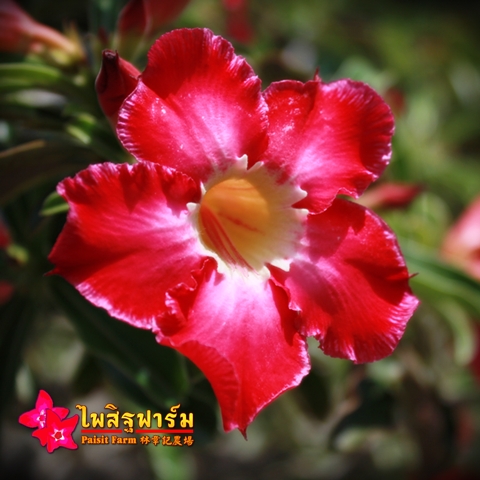 Obesum Red Color Seeds Price 2 THB