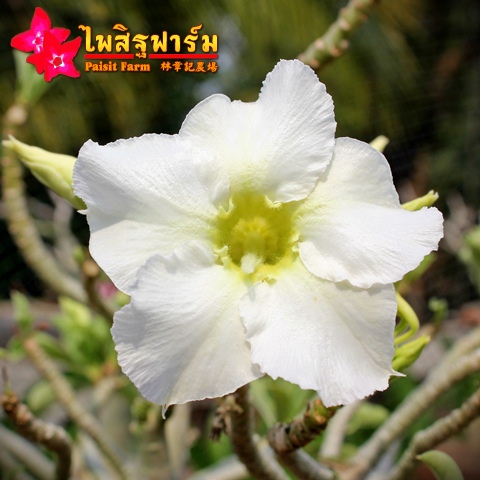 Obesum White Color Seeds Price 2 THB
