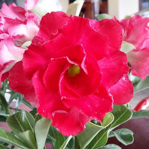 ไม้ดอกไม้ประดับ adenium ชวนชม ดอกไม้สี ชบาแก้ว