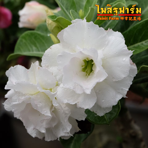 ไม้ดอกไม้ประดับ adenium ชวนชม ดอกไม้สี ขาวสิวานนท์