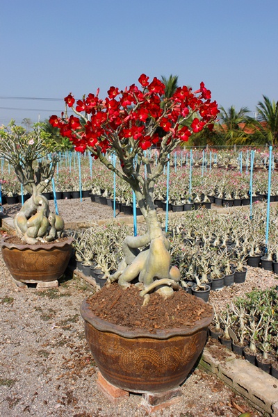 Adenium Obesum