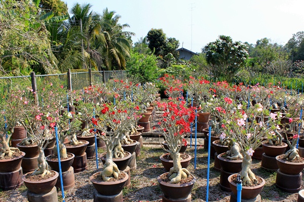 ต้นชวนชม ฮอลแลนด์ (Adenium Obesum)