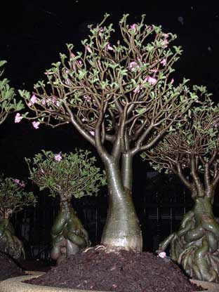 Adenium cutting plants Arabicum : Ra-Chi-Nee-Pan-Dok / RCN