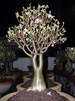 Adenium cutting plants Arabicum : Ra-Chi-Nee-Pan-Dok / RCN