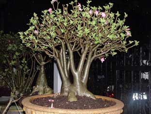 Adenium cutting plants Arabicum : Ra-Chi-Nee-Pan-Dok / RCN