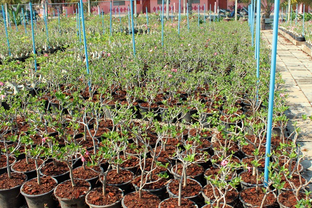 Adenium cutting plants Arabicum : Ra-Chi-Nee-Pan-Dok / RCN