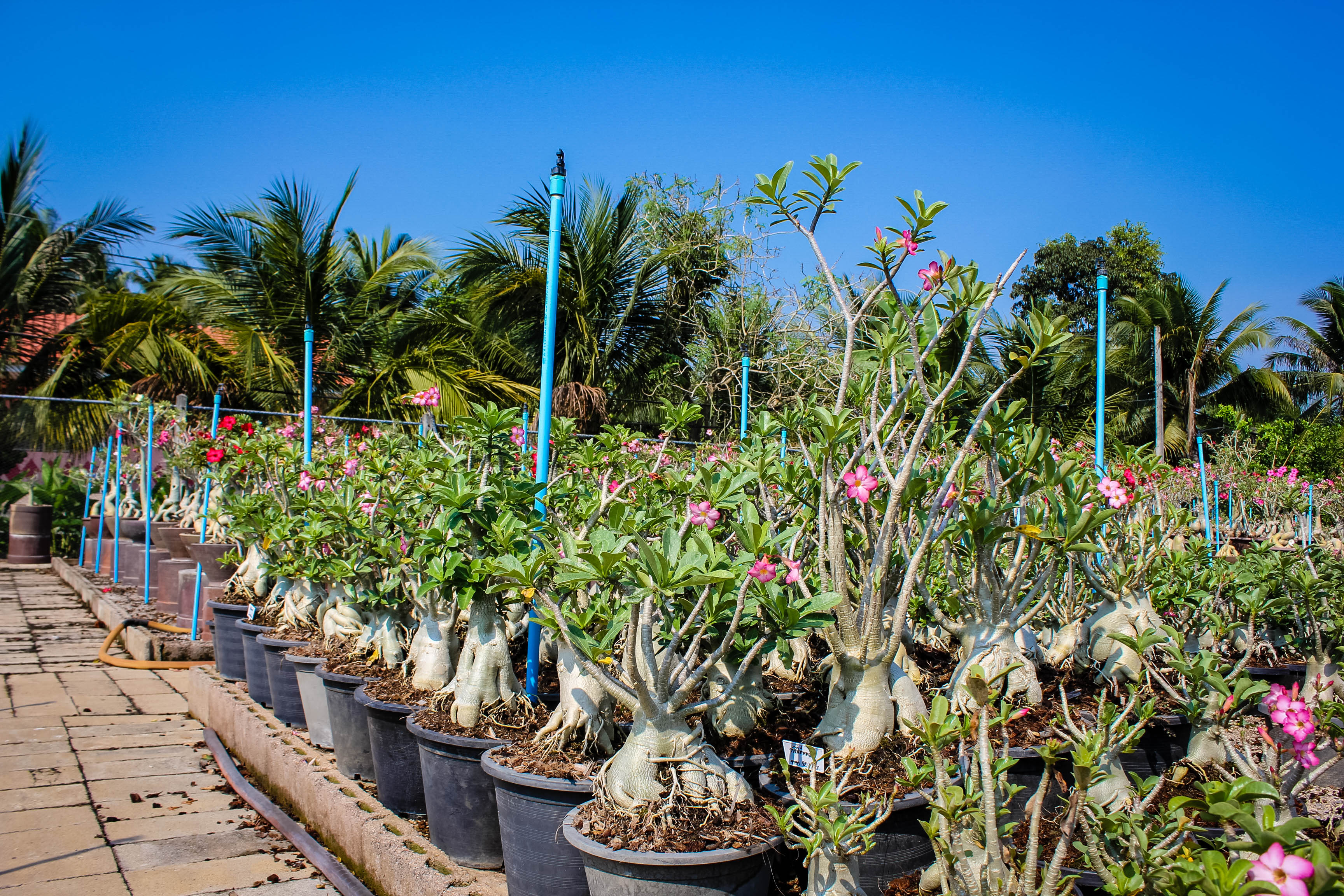 Grafted plants Arabicum : Ra-Chi-Nee-Pan-Dok / RCN