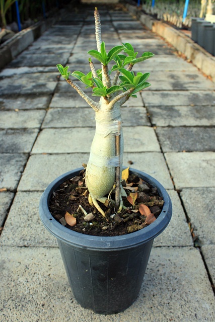 Adenium seedling Arabicum : Ra-Chi-Nee-Pan-Dok / RCN