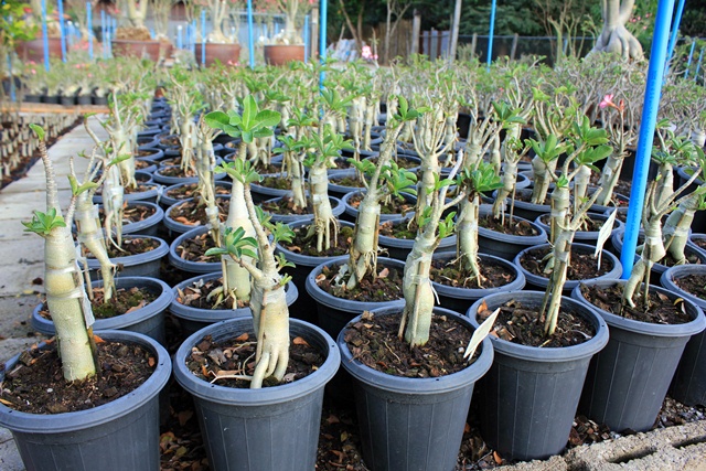 Adenium seedling Arabicum : Ra-Chi-Nee-Pan-Dok / RCN