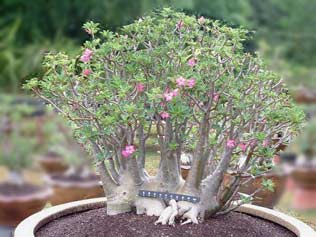 Adenium seedling Arabicum : Ra-Chi-Nee-Pan-Dok / RCN