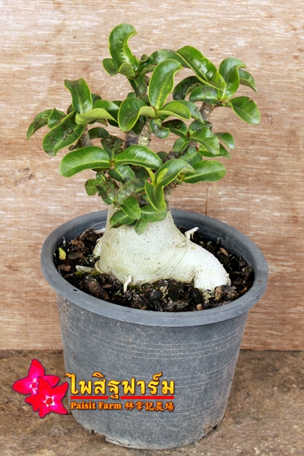 Adenium seedling Arabicum : Ra-Chi-Nee-Pan-Dok / RCN