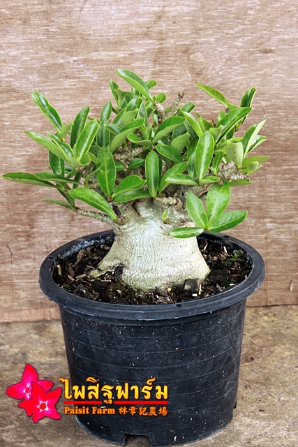 Adenium seedling Arabicum : Ra-Chi-Nee-Pan-Dok / RCN