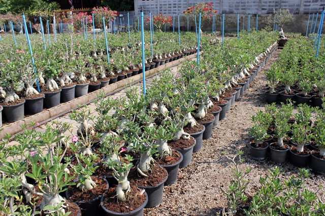 Adenium seedling Arabicum : Ra-Chi-Nee-Pan-Dok / RCN