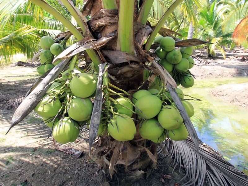 Produce and sell scented coconut juice plant. (Pointed lower part plant from originated plant of over 20 years.)