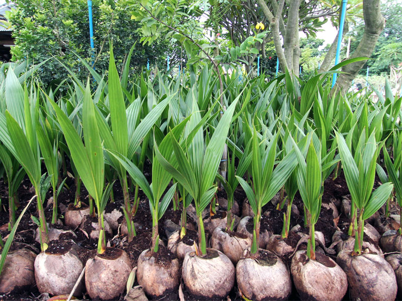 Produce and sell scented coconut juice plant. (Pointed lower part plant from originated plant of over 20 years.)