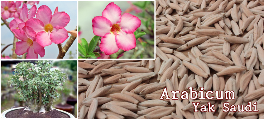 Arabicum Seeds- Yak Saudi: Lop-Bu-Ri (LBR), Sing-Bu-Ri (SBR),Pet-Na-Wang (PNW), Yemen (YM), Black Giant-Sing-Bu-Ri (BG-SBR), Black Giant - Korat Series (BG-KR), Ka-Set (KS) breeds and others