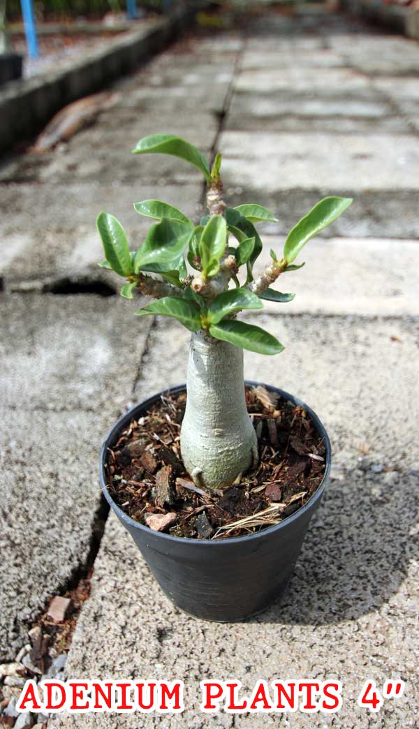 Adenium Plants in pot size of 4 inches