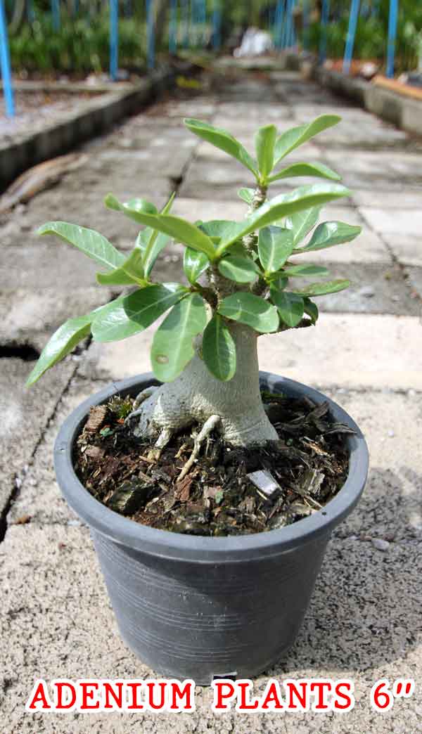 Adenium Plants in pot size of 6 inches
