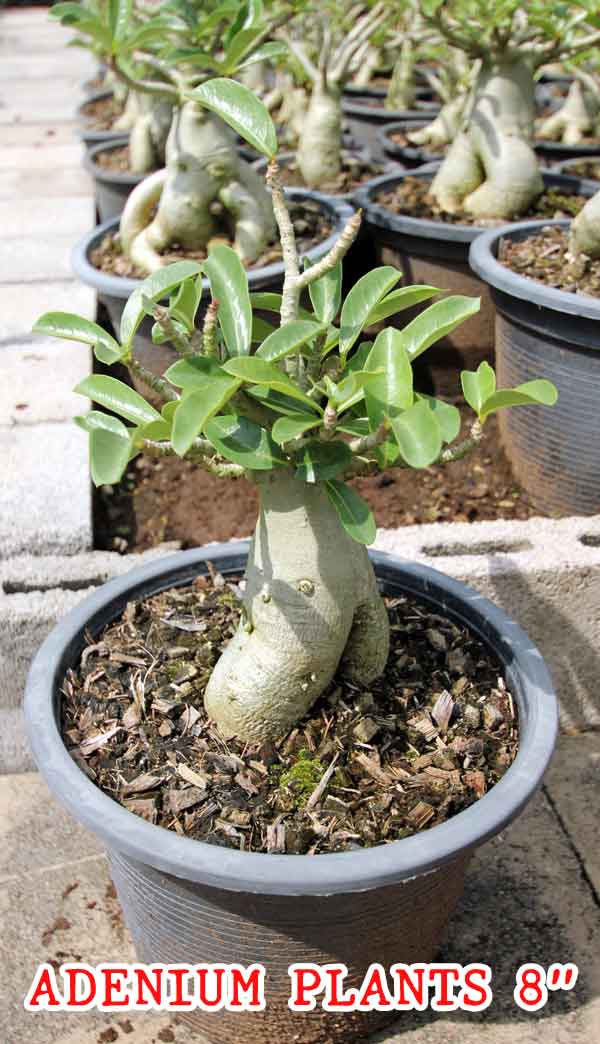 Adenium Plants in pot size of 8 inches