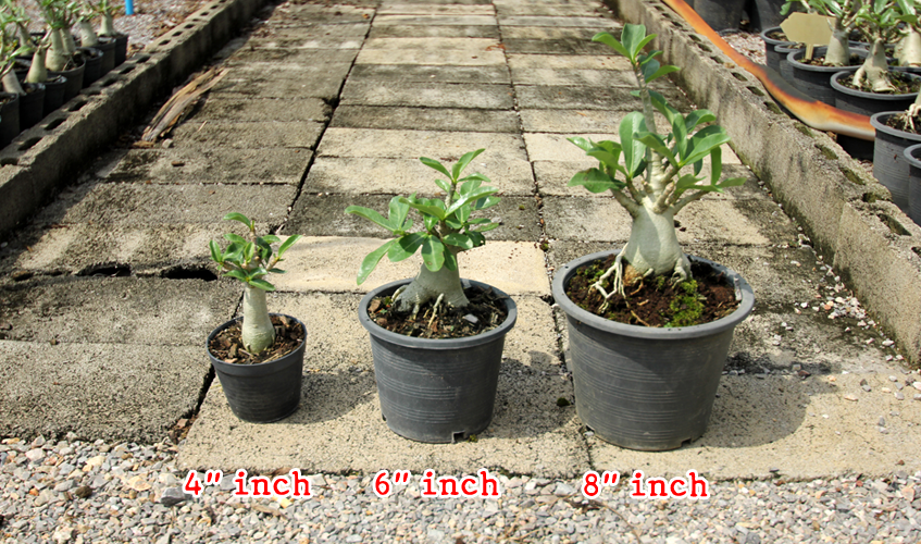 Adenium Plants in pot size 4 to 8 inches.