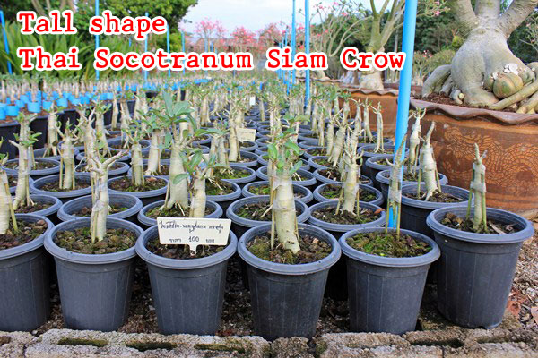 The Adenium grown from seeds – Thai Socotranum Siam Crown tree shape or tall shape