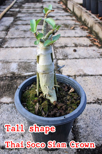 Adenium - Tall shape Thai Socotranum Siam Crown