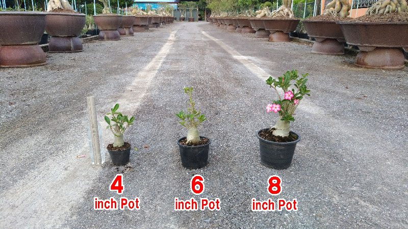 Adenium Plants in pot size 4 to 8 inches.