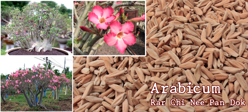 Adenium Arabicum Seeds: Rar-Chi-Nee-Pan-Dok (RCN)