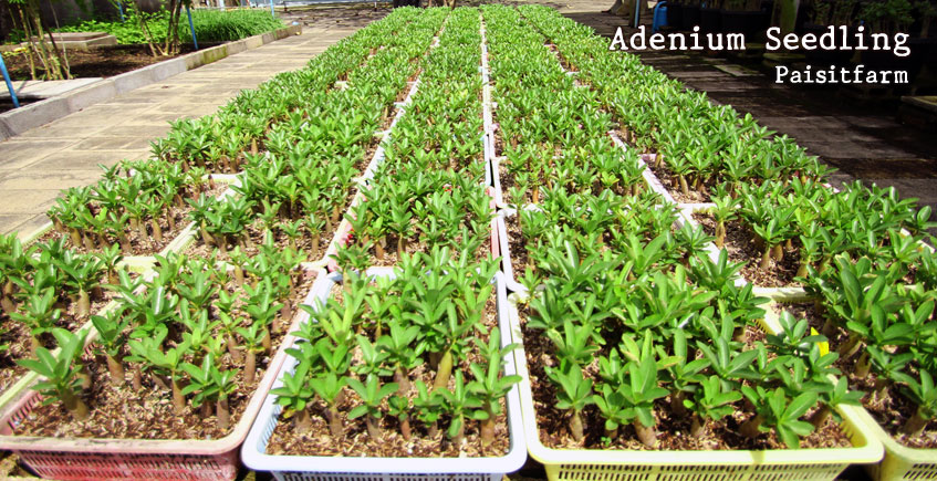 Paisitfarm Adenium Obesum seedlings