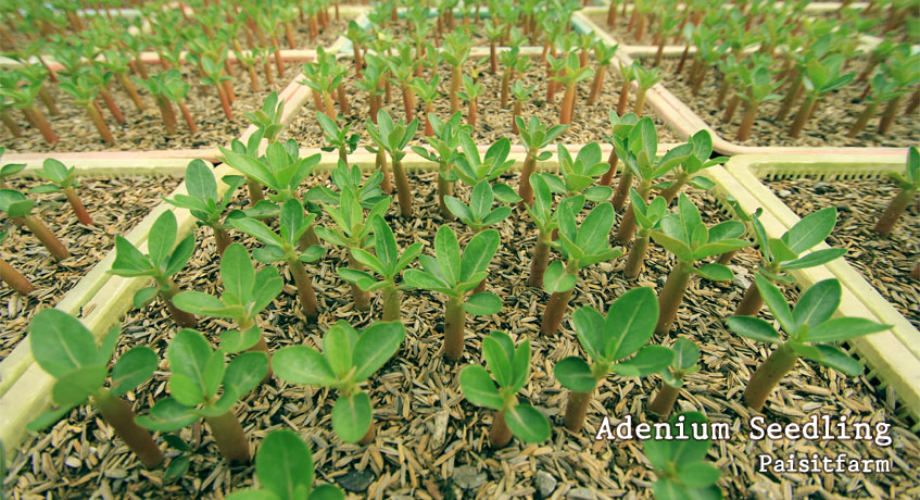Paisitfarm adenium seedling